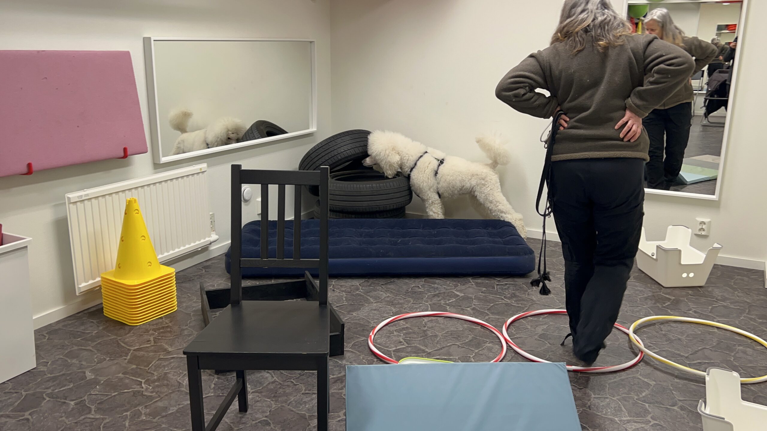 Storpudel sökutveckling inomhus Storpudel söker efter kong i inomhusmiljö.